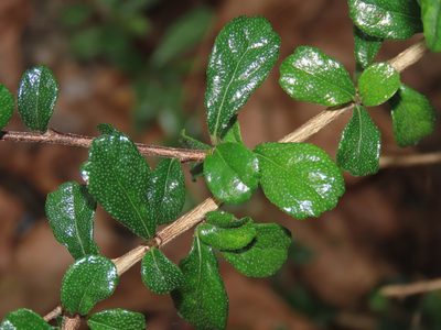 Ehretia microphylla, photographed by chiuluan