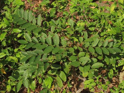 Glochidion philippicum, photographed by chiuluan