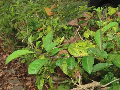 Glochidion rubrum, photographed by chiuluan