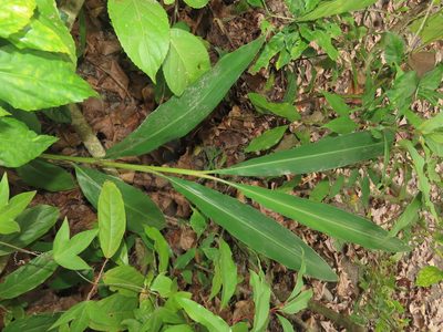 Alpinia zerumbet, photographed by chiuluan