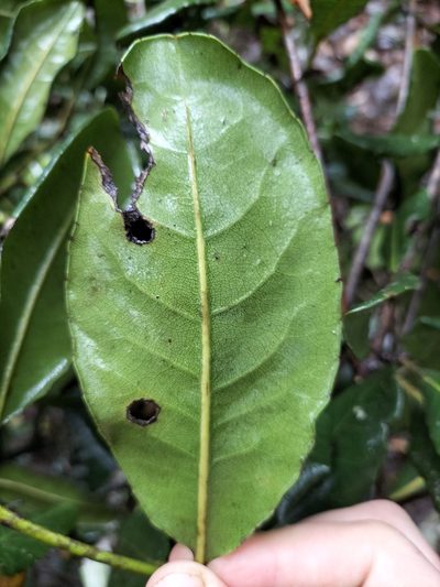 Schizomeria whitei, photographed by Matthew Borella