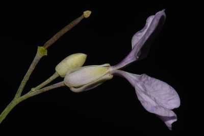 Hesperidanthus linearifolius, photographed by Brian Finzel