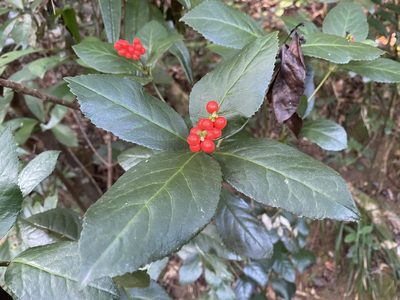 Sarcandra glabra, photographed by Toby Y