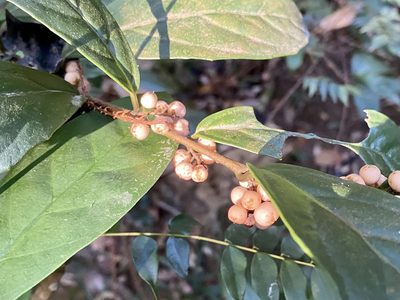 Maesa japonica, photographed by Toby Y