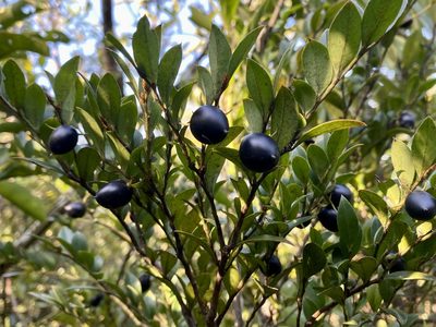 Diospyros vaccinioides, photographed by Toby Y