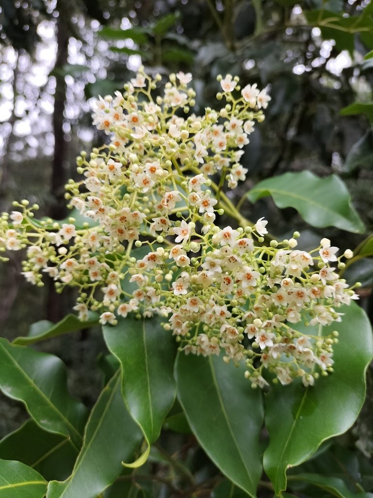 Flindersia brayleyana, photographed by Matthew Borella