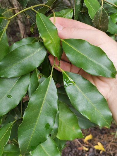 Flindersia brayleyana, photographed by Matthew Borella