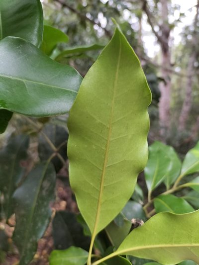 Flindersia brayleyana, photographed by Matthew Borella