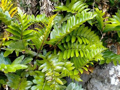 Asplenium obtusatum, photographed by John Barkla