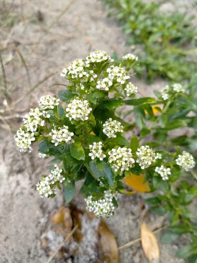 Lepidium juvencum, photographed by John Barkla