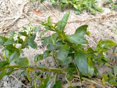 Lepidium juvencum, photographed by John Barkla