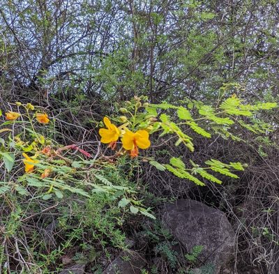 Arquita mimosifolia, photographed by mgentile