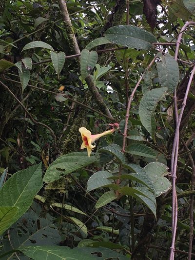 Mandevilla hirsuta, photographed by harrier