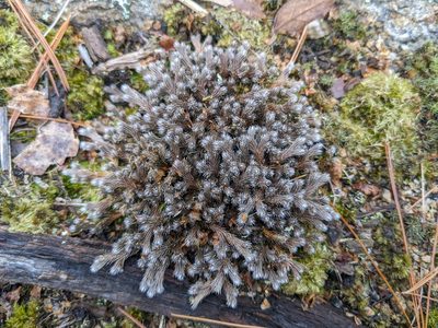 Selaginella rupestris, photographed by Zac Peterson