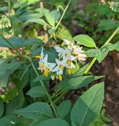 Solanum aloysiifolium, photographed by mgentile