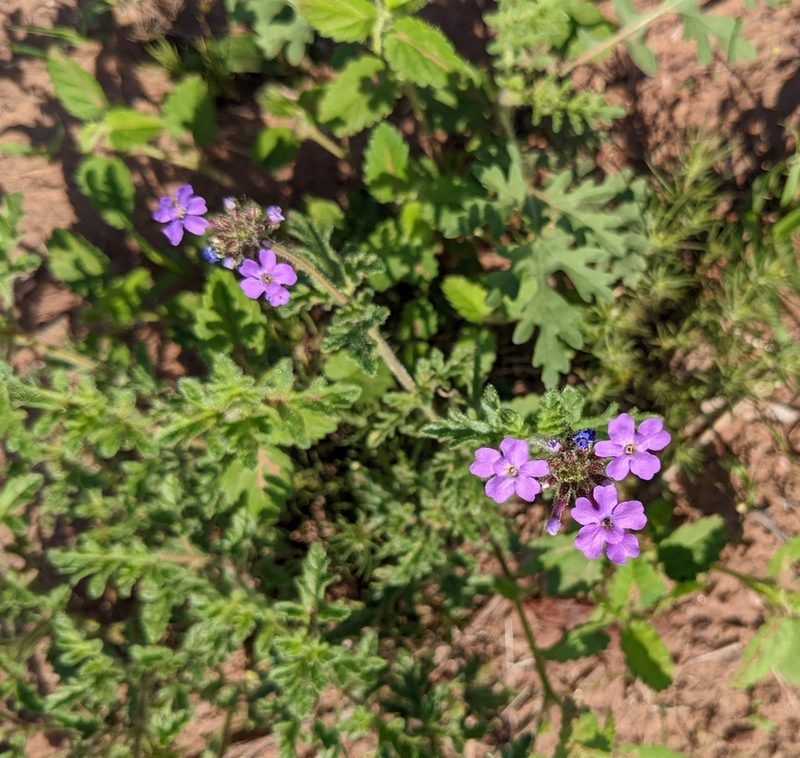 Verbena lilloana, photographed by mgentile