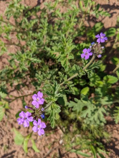 Verbena lilloana, photographed by mgentile