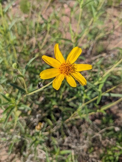 Zexmenia buphtalmiflora, photographed by mgentile