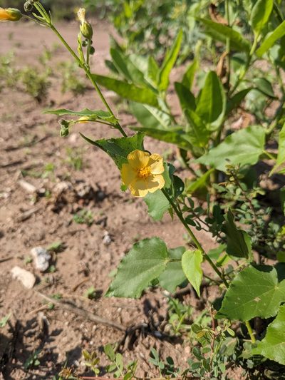 Wissadula gymnanthemum, photographed by mgentile