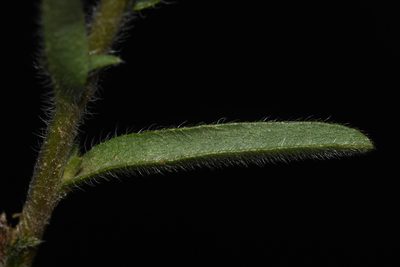 Lappula occidentalis, photographed by Brian Finzel