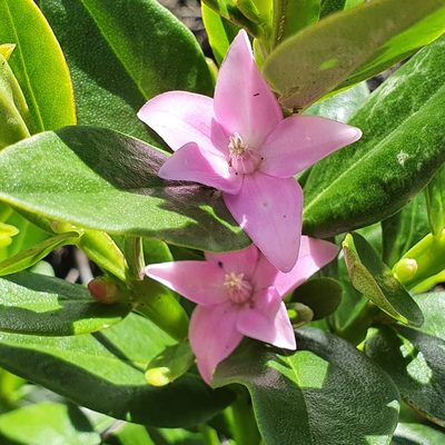 Crowea saligna, photographed by ronavery