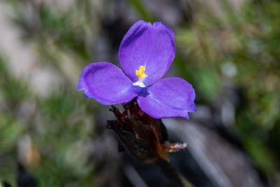 Patersonia sericea, photographed by Jonno Downes