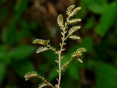 Selaginella aristata, photographed by Jacy Chen