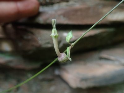 Ceropegia linearis, photographed by Jimmy Whatmore