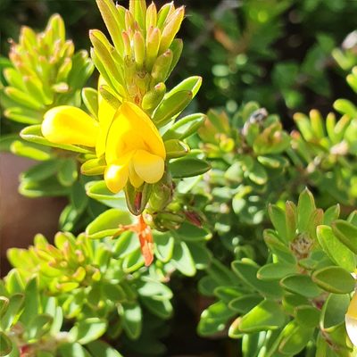 Pultenaea tuberculata, photographed by ronavery