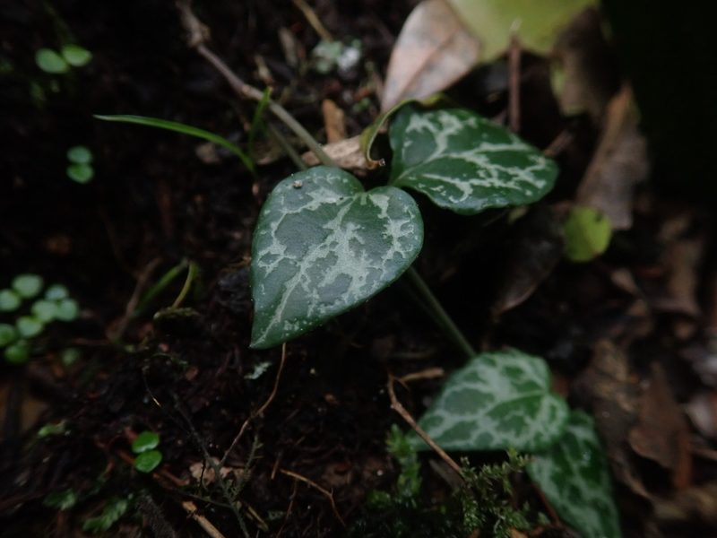 Ceropegia linearis, photographed by Jimmy Whatmore
