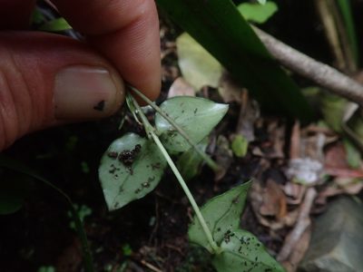 Ceropegia linearis, photographed by Jimmy Whatmore
