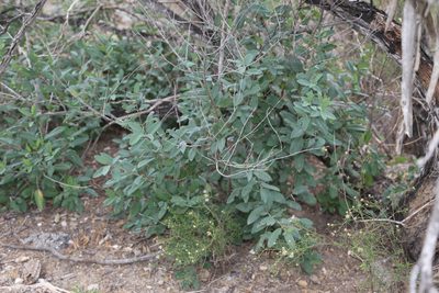 Karwinskia humboldtiana, photographed by Reid Hardin
