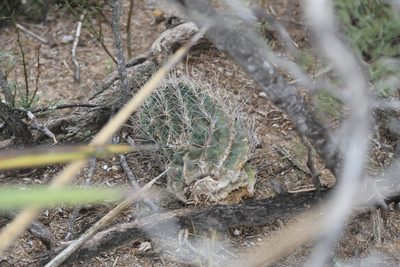 Thelocactus setispinus, photographed by Reid Hardin