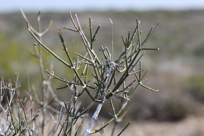 Ephedra antisyphilitica, photographed by Reid Hardin