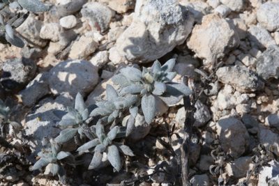 Tiquilia canescens, photographed by Reid Hardin