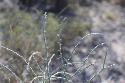 Parkinsonia texana, photographed by Reid Hardin