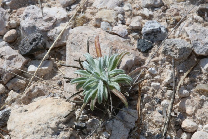 Tetraneuris turneri, photographed by Reid Hardin