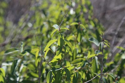 Karwinskia humboldtiana, photographed by Reid Hardin