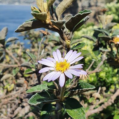 Olearia tomentosa, photographed by ronavery