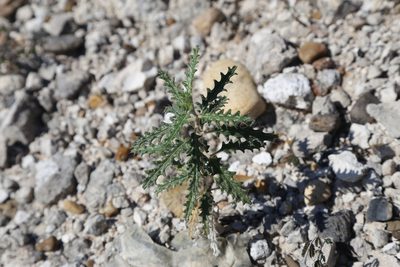 Cevallia sinuata, photographed by Reid Hardin