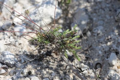 Phyllanthus polygonoides, photographed by Reid Hardin