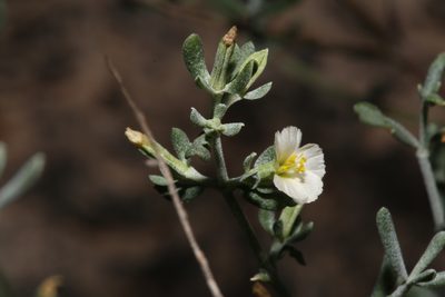 Frankenia johnstonii, photographed by Reid Hardin