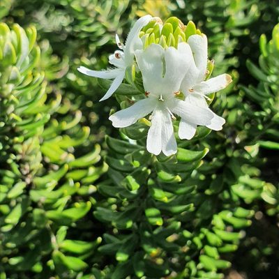 Westringia fruticosa, photographed by ronavery