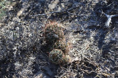 Thelocactus setispinus, photographed by Reid Hardin