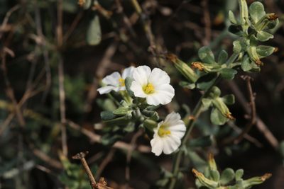 Frankenia johnstonii, photographed by Reid Hardin