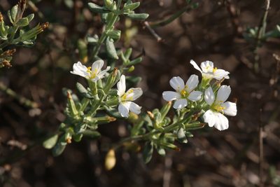 Frankenia johnstonii, photographed by Reid Hardin