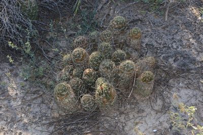 Thelocactus setispinus, photographed by Reid Hardin
