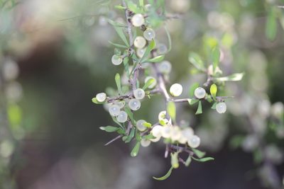 Phaulothamnus spinescens, photographed by Reid Hardin