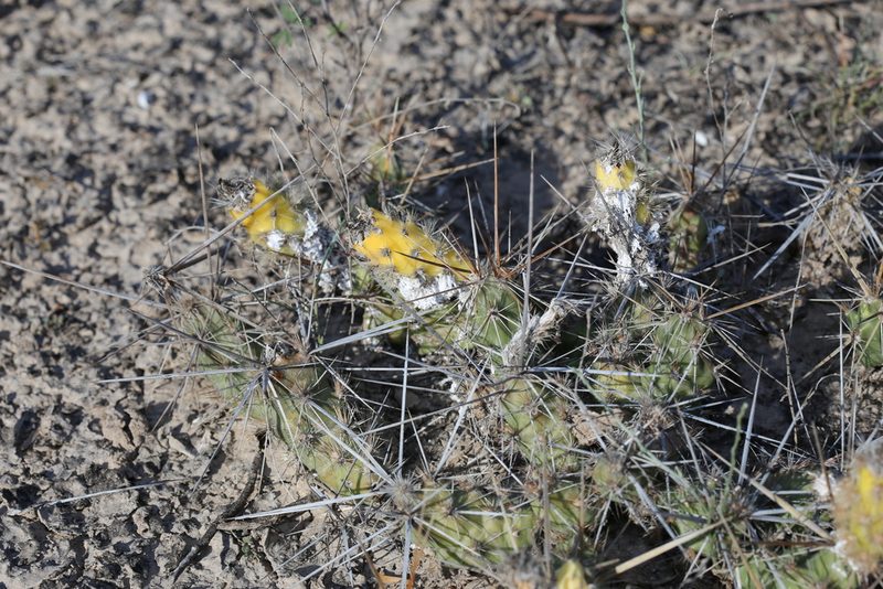 Grusonia schottii, photographed by Reid Hardin