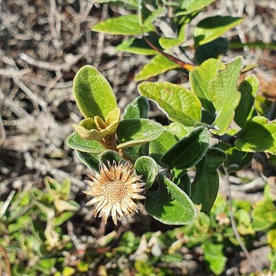 Olearia tomentosa, photographed by ronavery